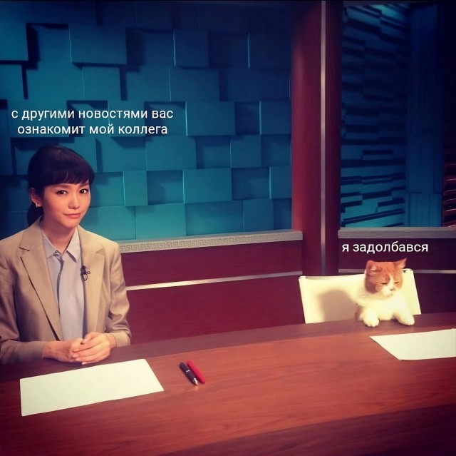 Котокартинки