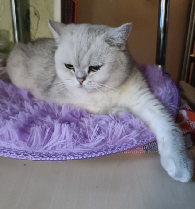 Котовторник