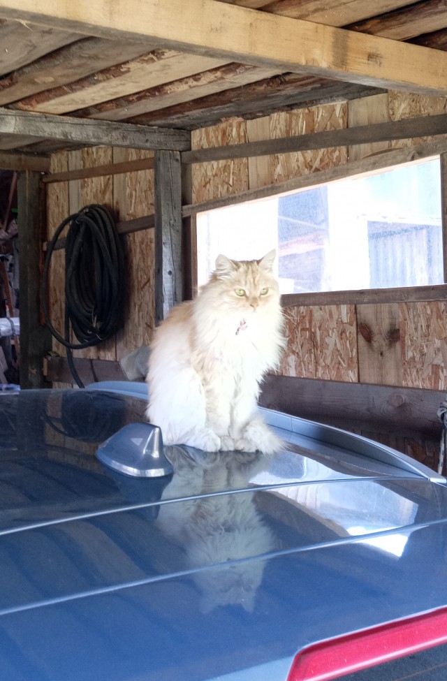 Котовторник!
