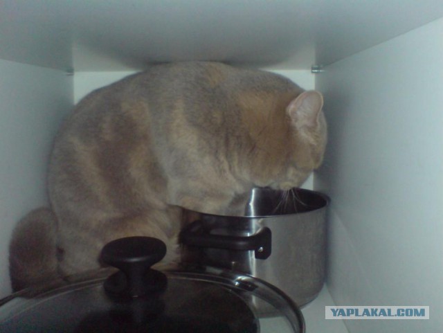 Котовторник 04.06.2013