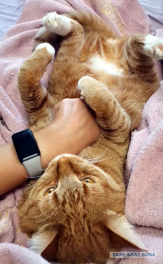 Почем именно самые умные животные чаще оказываются на улице?