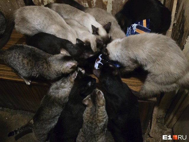 «Кошачий ад»: В Нижнем Тагиле сто котов живут в маленькой двушке