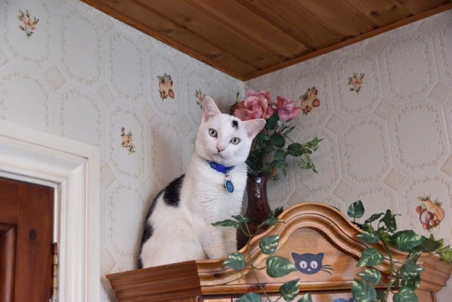 Котовторник