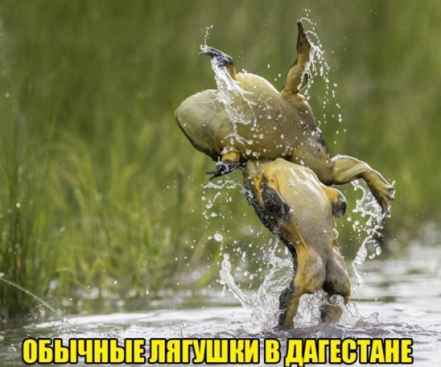 Пятничная дичь