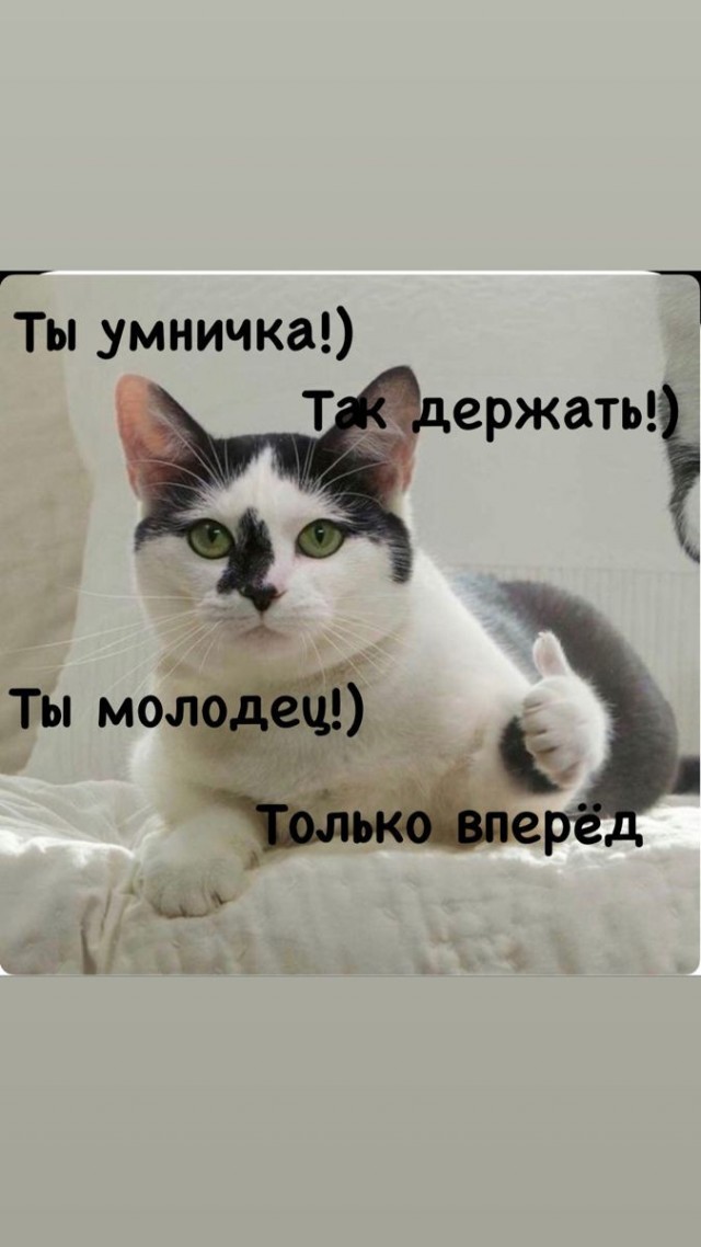 Водитель заснял двух котов, которые переводили через дорогу собаку-инвалида