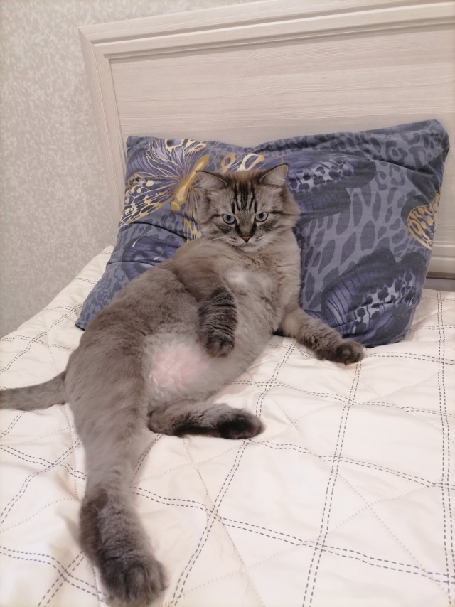 Котовторник.Наши модели