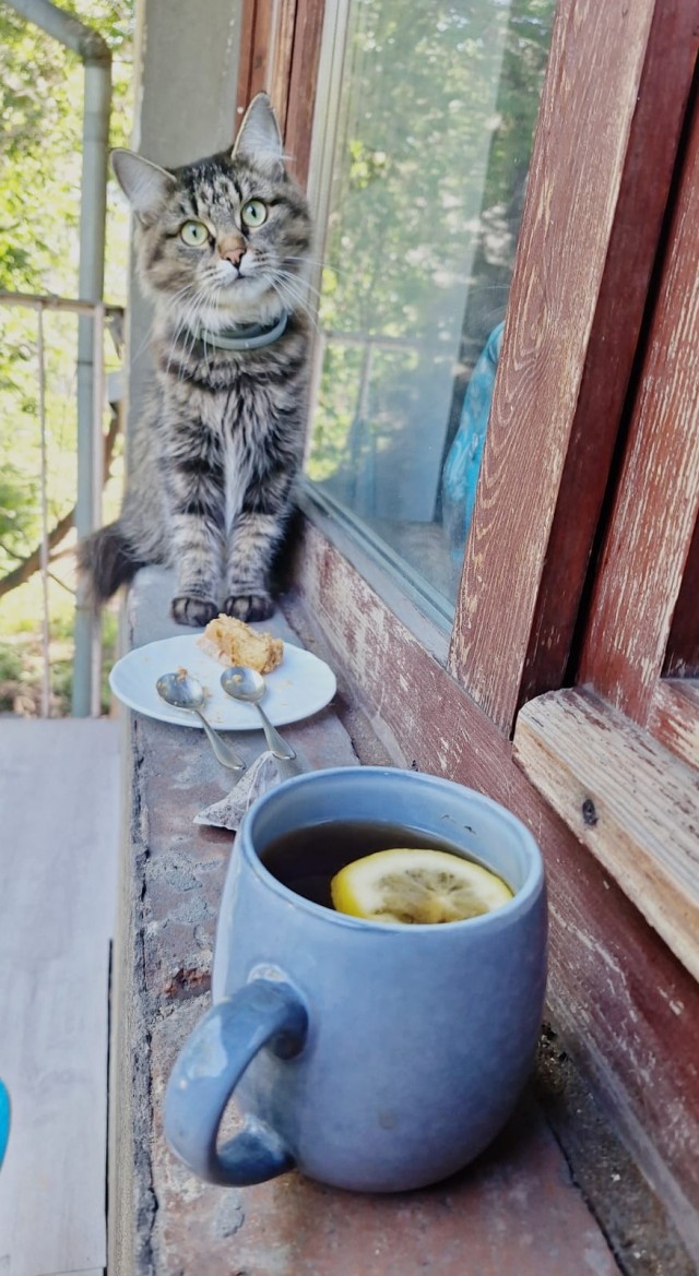 Котовторник.Наши модели