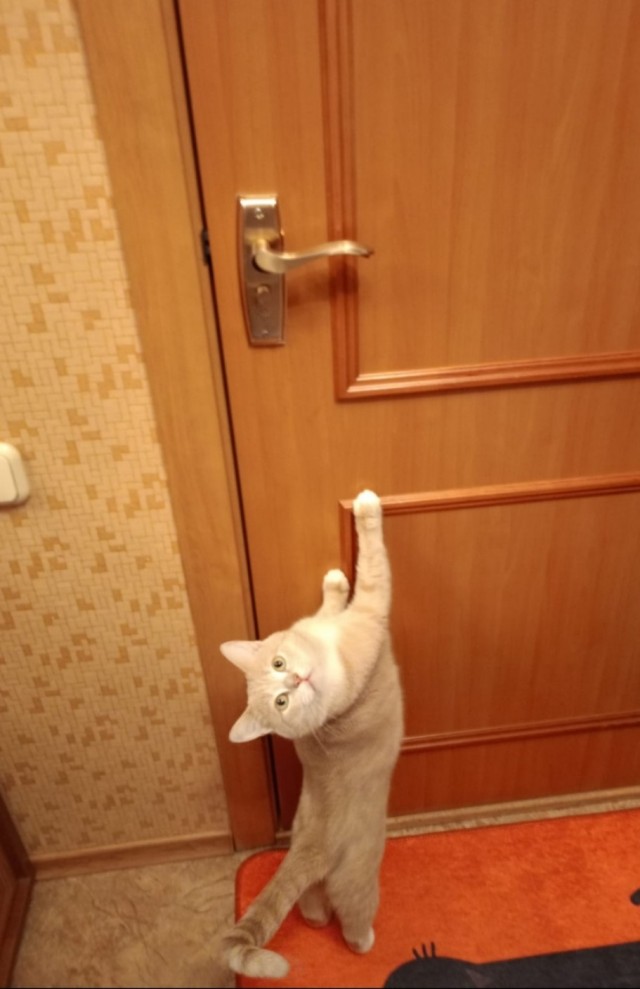 Нужен совет новому кошатнику!