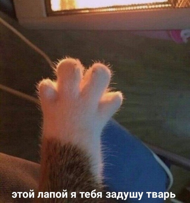 Котямбосы