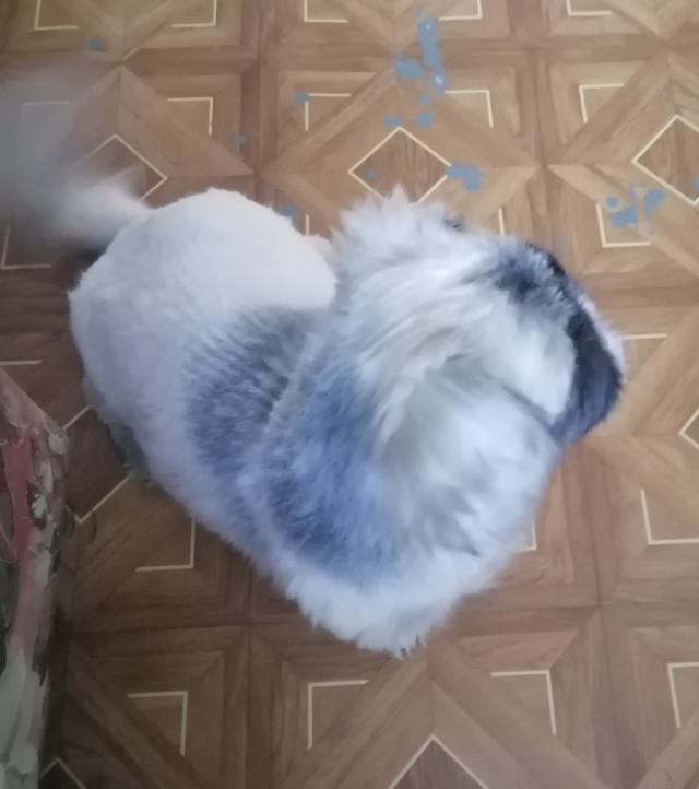 Семейная собака