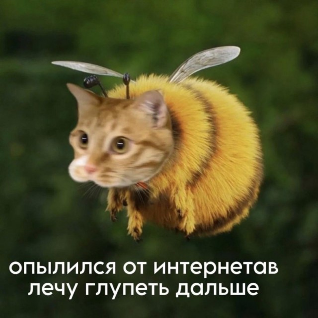 Картинки без критики