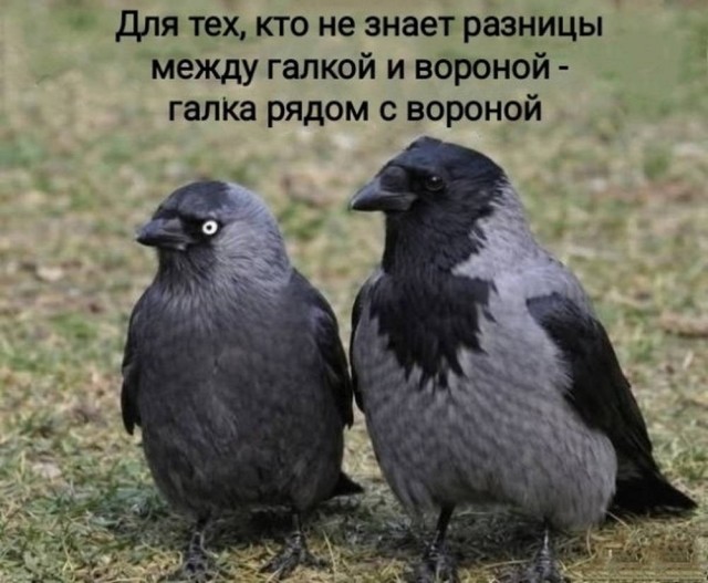 Веселые картинки в пятницу (29.05)