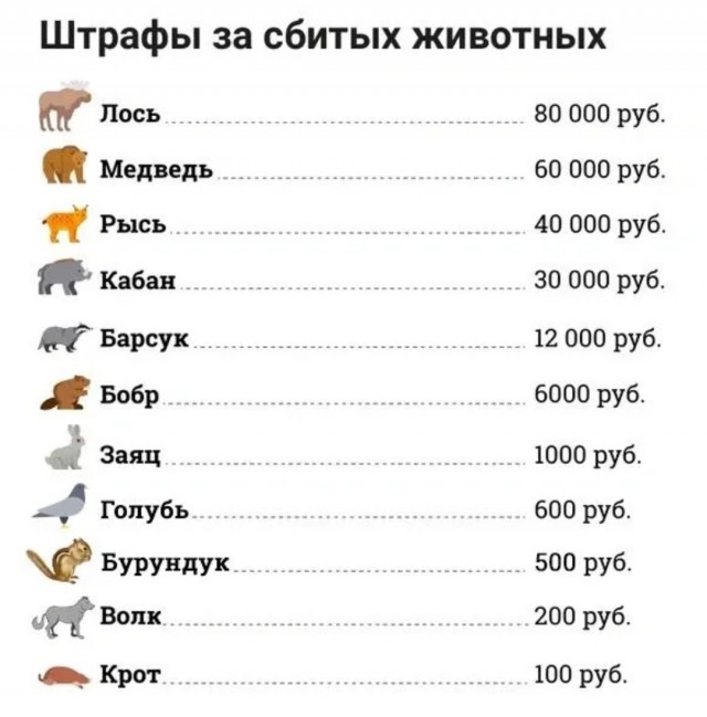 Байкер получил контузию после столкновения с вороной на скорости 270 км/ч в Подмосковье