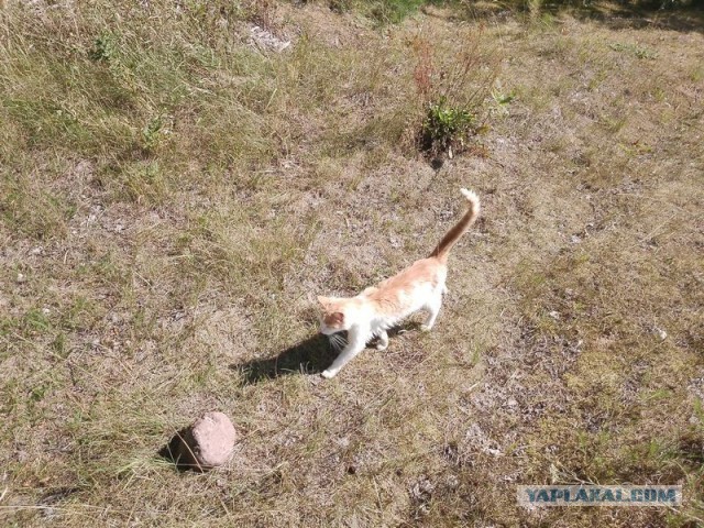 Жизнь домашнего приюта для котеек 580