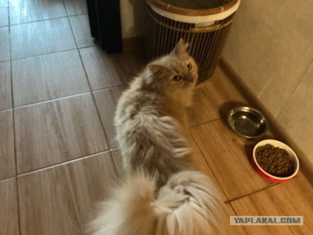 Котовторник Персика