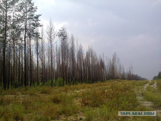 За грибами