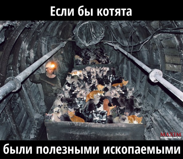Если бы котята были полезными ископаемыми...