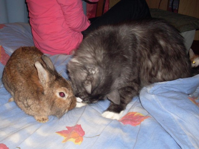 Котовторник на 24.09.2013г