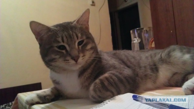 Котовторник 8.10.2013