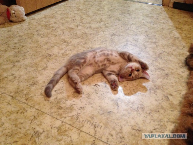 Котовторник 22.10.2013