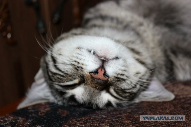 Котовторник 26.11.2013