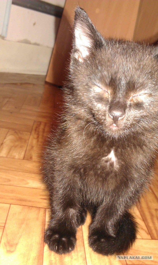 С Котовторником!