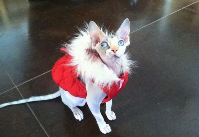 Котэ, которых застали врасплох