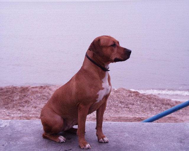 Питбуль против Алабая 18+