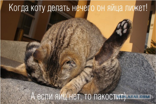 40 провинившихся котов