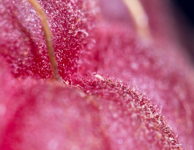 Почему надо мыть фрукты перед едой