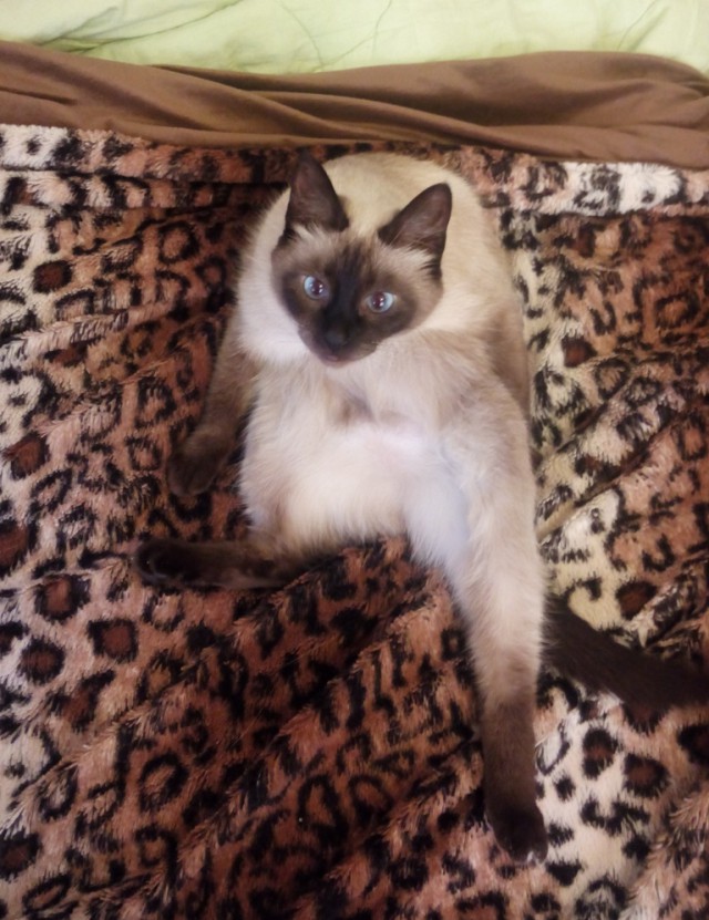 Котовторник 29-09-2015,