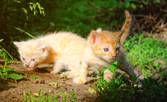 Котооо-о-о-вторник