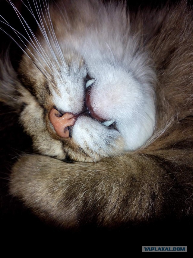 Новогодний котовторник,05.01.16.