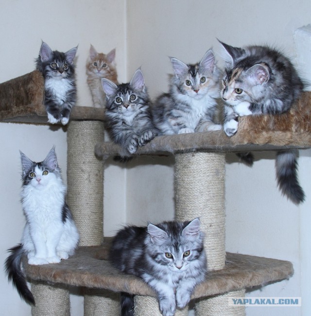 Бизнес и ничего другого