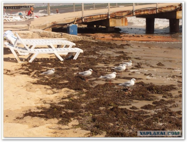 Непутёвые заметки. Поездка на Чёрное море