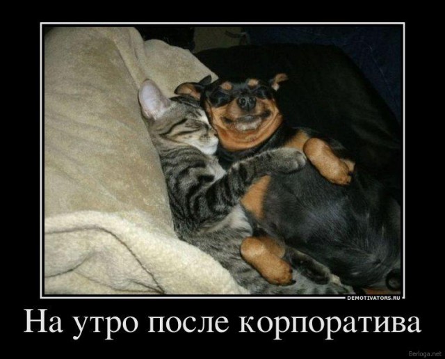 Демы к котовторнику!