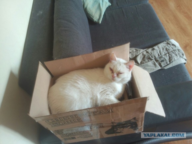 Котовторник 31.05.2016