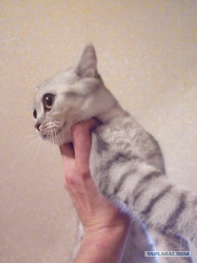 Как мы с наглым котом в Мытищах на заправке кофе пили