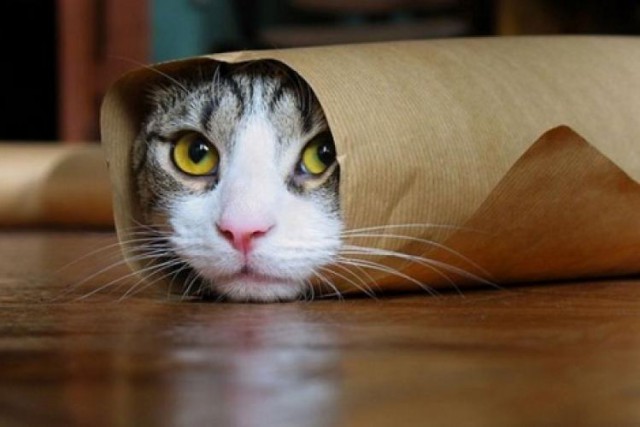 Коты из сети