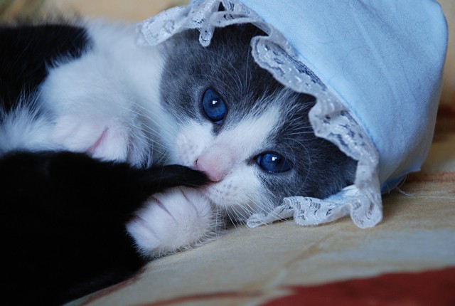 Коты и Кошки