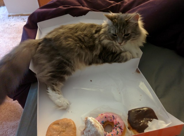Коты и Кошки
