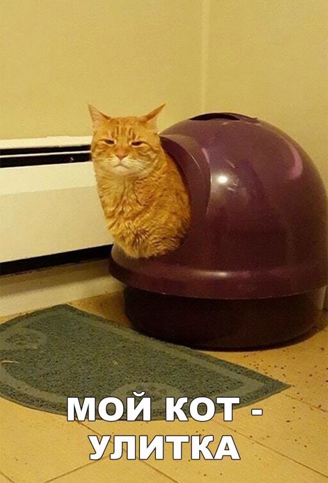 Коты и Кошки