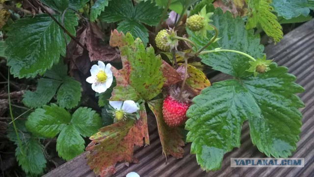 Лето - это маленькая жизнь