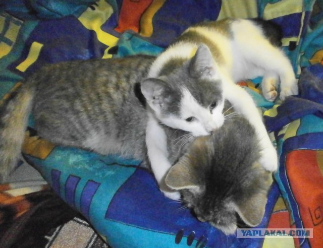 Котовторник 9.01.2018