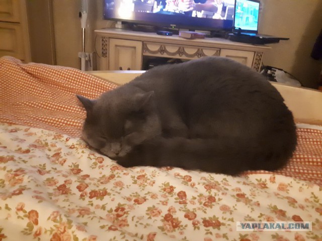 "Не люблю метисов..."