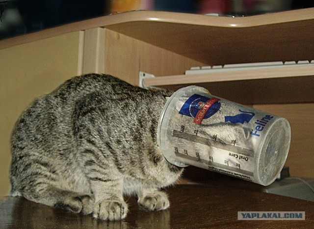 Котовторник 1.02.2011