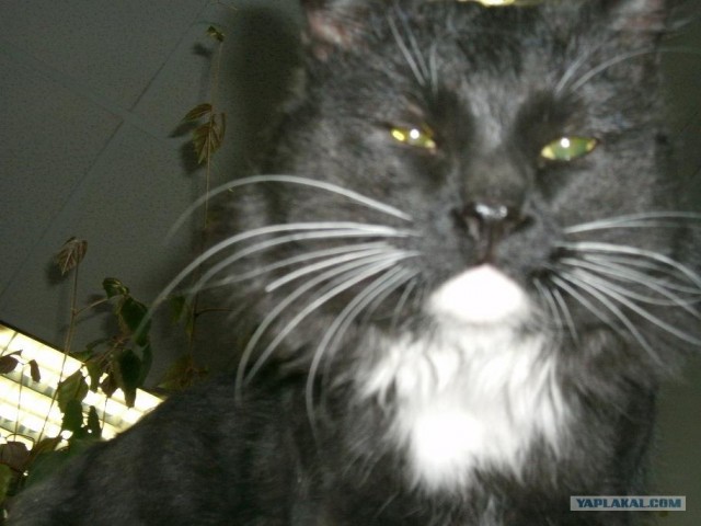 Котовторник 20.12.2011