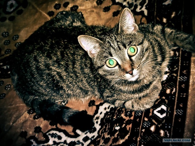Котовторник (28.02.2012)