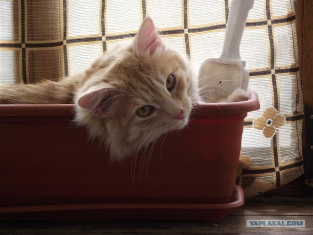 Котовторник  4.09.12