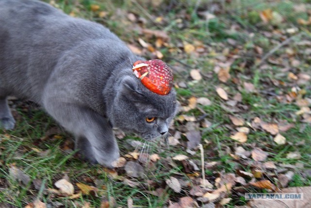 Котовторник ( 23.10. 2012. )